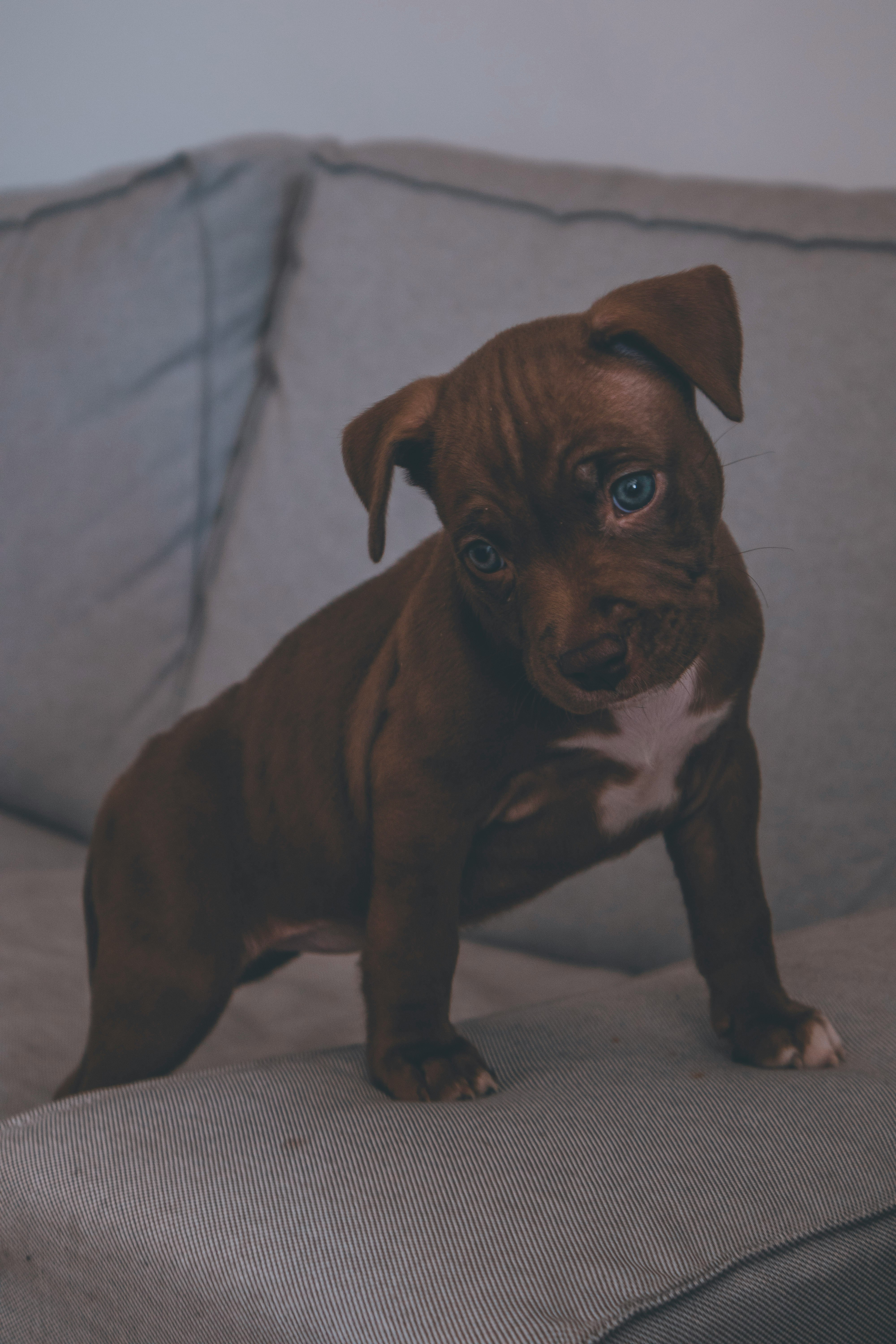 brown short coated puppy on white textile